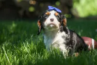 Dotson 🐾, a male Cavalier King Charles Spaniel for sale in Fresno, OH – 7 of 10