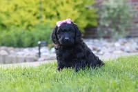 Sofie, a female Newfypoo for sale in Fresno, OH – 5 of 8