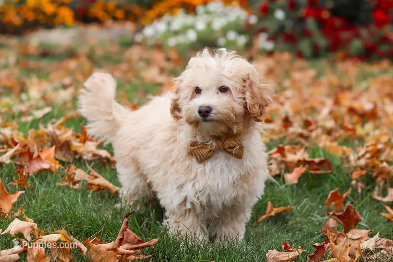 Brodie – Havapoo puppy for sale in Fresno, OH