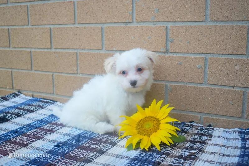 Rusty ✨ – Maltese puppy for sale in Fresno, OH