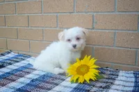 Rusty ✨, a male Maltese for sale in Fresno, OH – 1 of 3