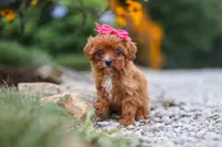 Brielle, a female Cavapoo for sale in Fresno, OH – 4 of 7
