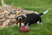 Cypress 🦴🐶, a male Beagle for sale in Fresno, OH – 4 of 10
