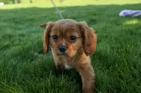 Ford 💙, a male Cavalier King Charles Spaniel for sale in Fresno, OH – 5 of 10