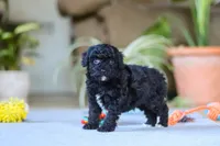 Asher, a male Poodle - Miniature  for sale in Fresno, OH – 4 of 6