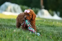 Dixie 🎀🐶, a female Poodle - Miniature  for sale in Fresno, OH – 7 of 10