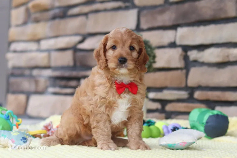 Clyde – Cavapoo puppy for sale in Fresno, OH