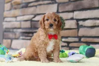 Clyde, a male Cavapoo for sale in Fresno, OH – 1 of 6