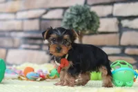 Buster, a male Yorkshire Terrier for sale in Fresno, OH – 2 of 6