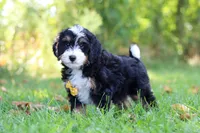 Mo, a male Miniature Bernedoodle for sale in Fresno, OH – 5 of 6