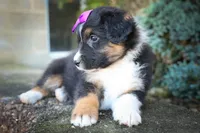  Larson 🐶, a female Miniature Aussiedoodle for sale in Fresno, OH – 8 of 9