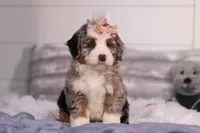 Bindi, a female Miniature Bernedoodle for sale in Fresno, OH – Photo 1 of 5