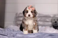 Bindi, a female Miniature Bernedoodle for sale in Fresno, OH – Photo 4 of 5