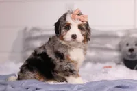 Bindi, a female Miniature Bernedoodle for sale in Fresno, OH – Photo 3 of 5