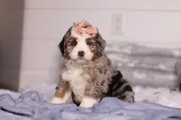 Bindi, a female Miniature Bernedoodle for sale in Fresno, OH – Photo 2 of 5