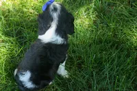 Dotson 🐾, a male Cavalier King Charles Spaniel for sale in Fresno, OH – 3 of 10