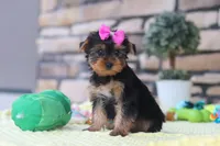 Lucy, a female Yorkshire Terrier for sale in Fresno, OH – 5 of 8