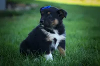 Langston 🐶, a female Miniature Aussiedoodle for sale in Fresno, OH – 3 of 9