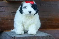 Gizmo 🐶, a male Cavapoo for sale in Fresno, OH – 10 of 10