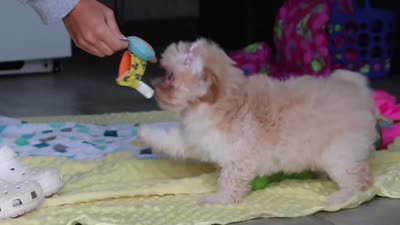 Nicole, a female Havapoo for sale in Fresno, OH – 8 of 8