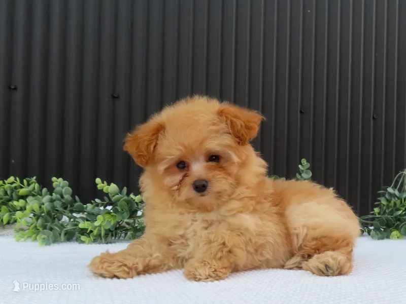Rusty 🐾 – Pomeranian puppy for sale in Fresno, OH