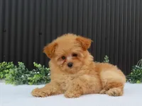 Rusty 🐾, a male Pomeranian for sale in Fresno, OH – 1 of 10