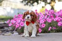 Logan, a male Cavalier King Charles Spaniel for sale in Fresno, OH – 2 of 7