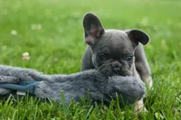 Kilo , a male French Bulldog for sale in Fresno, OH – 2 of 10