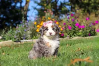 Ruby, a female Miniature Bernedoodle for sale in Fresno, OH – 5 of 6