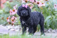 Mia, a female Newfypoo for sale in Fresno, OH – 4 of 7