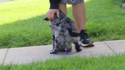 Ranger, a male Newfypoo for sale in Fresno, OH – 8 of 8