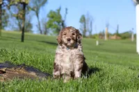 Hudson, a male Newfypoo for sale in Fresno, OH – 3 of 8