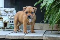 Marley 🌸🐾, a female Staffordshire Bull Terrier for sale in Fresno, OH – 5 of 10