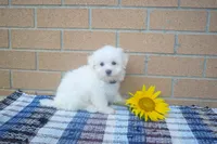 Ryan 🩵, a male Maltese for sale in Fresno, OH – 2 of 4