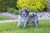 Ranger, a male Newfypoo for sale in Fresno, OH – 5 of 8