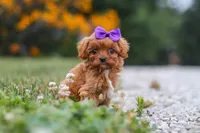 Lilac, a female Cavapoo for sale in Fresno, OH – 4 of 9