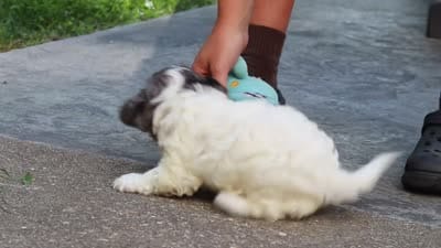 Everest, a female Cavapoo for sale in Fresno, OH – 8 of 8