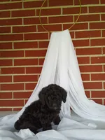 🐾 Meet Tulip – Beautiful F1B Yorkiepoo Puppy! 🐾, a female Yorkipoo for sale in Fresno, OH – 4 of 5