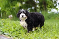 Slinky, a male Miniature Bernedoodle for sale in Fresno, OH – 5 of 8