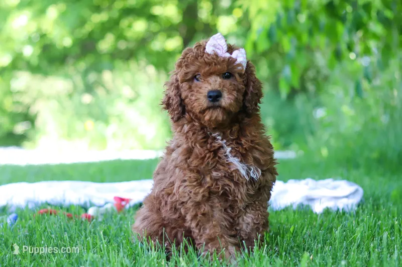 Willow – Miniature Goldendoodle puppy for sale in Fresno, OH
