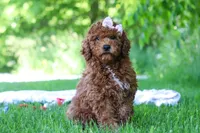 Willow, a female Miniature Goldendoodle for sale in Fresno, OH – 1 of 5
