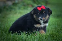 Laney 💗, a female Miniature Aussiedoodle for sale in Fresno, OH – 2 of 8