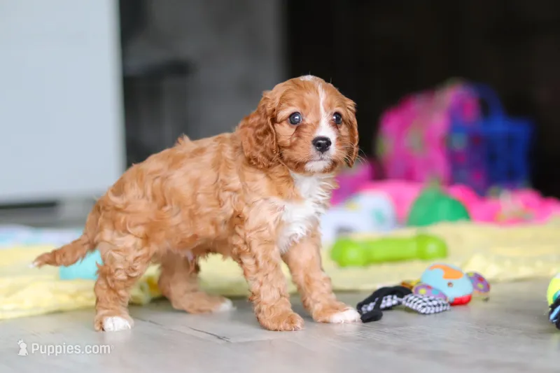 Wynn – Cavapoo puppy for sale in Fresno, OH