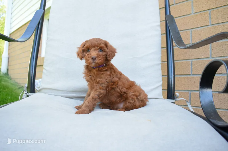 Daisy 🐶 – Poodle - Miniature  puppy for sale in Fresno, OH