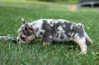 Finn 🐾, a male French Bulldog for sale in Fresno, OH – 7 of 9