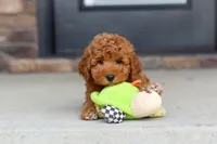 Vanessa, a female Goldendoodle for sale in Fresno, OH – 2 of 8