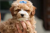 Enzo 🐶, a male Havapoo for sale in Fresno, OH – 7 of 10