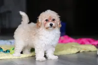 Nicole, a female Havapoo for sale in Fresno, OH – 2 of 8