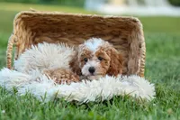 Ginger 🌸, a female Poodle - Miniature  for sale in Fresno, OH – 2 of 10