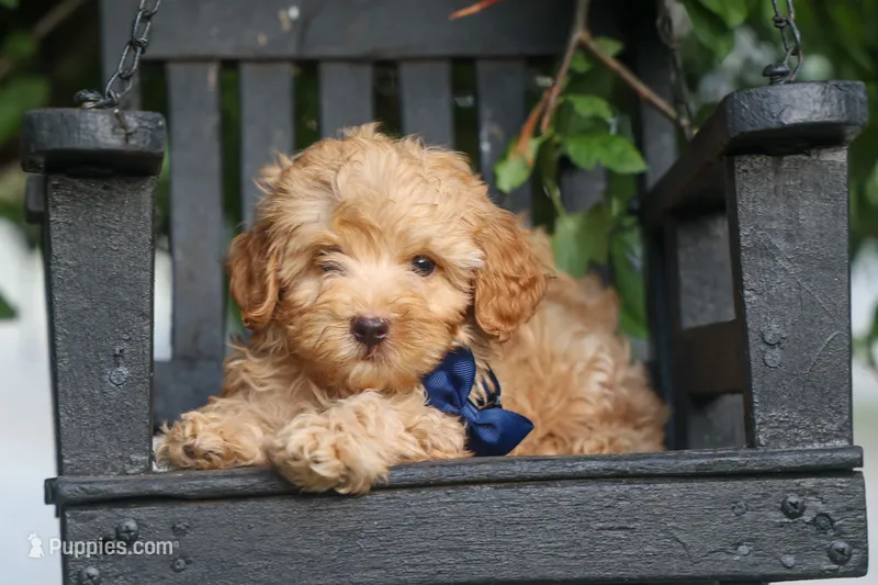 Eugene 💛🐾 – Havapoo puppy for sale in Fresno, OH